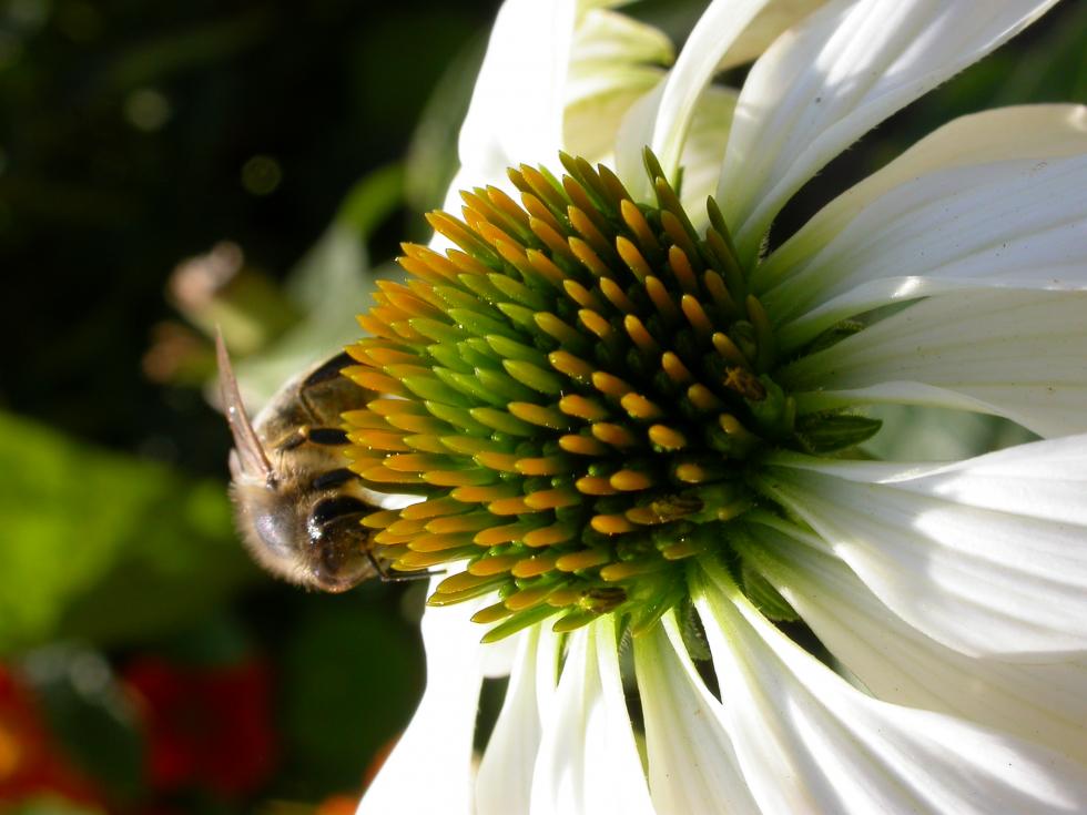 Pszczoła może mieć filetowy kolor a niektóre gatunki mieszkają w ziemi 