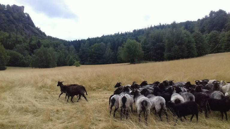 Owce wrzosówki pomagają w ochronie łąk Karkonskiego Parku Narodowego 