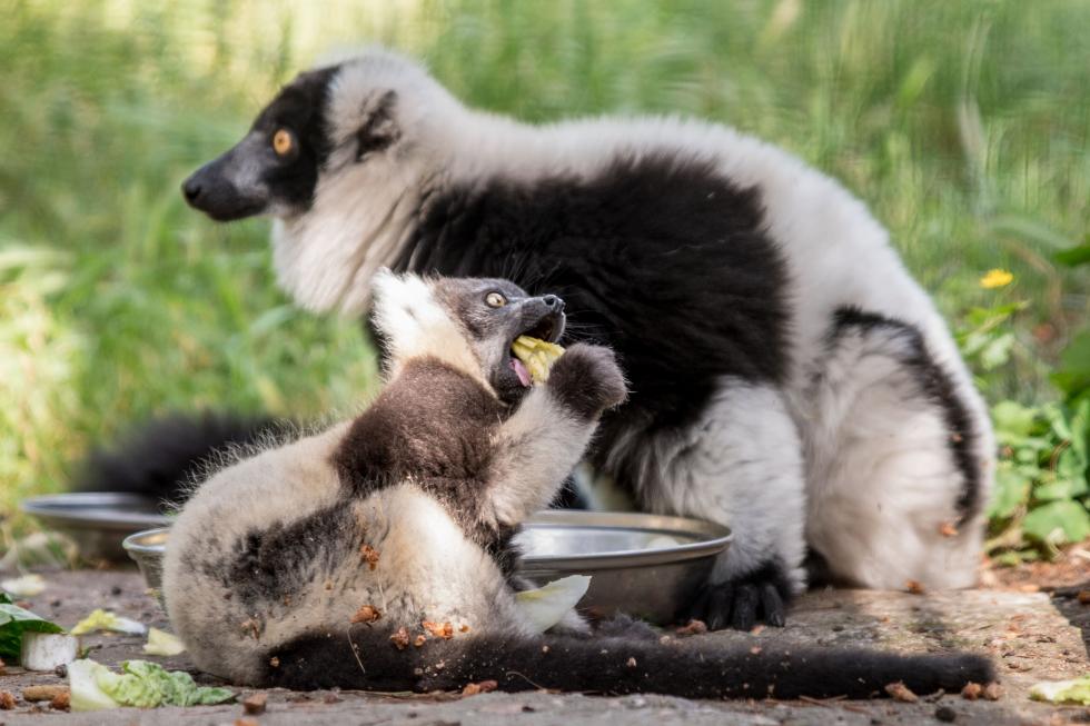 Pene nadziei narodziny we wrocawskim zoo - lemury – gince gatunki 