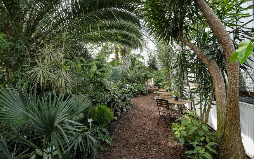 Unikatowa legnicka palmiarnia czeka na renowatorów