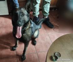  - Policyjny pies znalazł narkotyki w mieszkaniu zatrzymanego